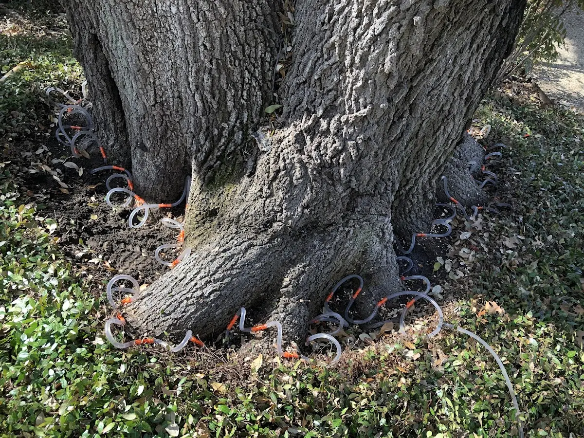 Detailed Tree Cabling and Bracing job site in Hinton